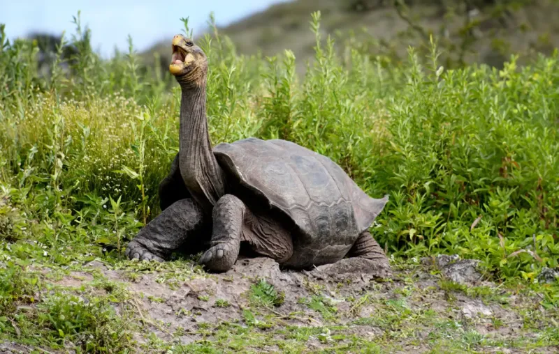 Galápagos Tortoise