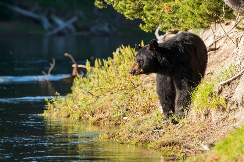 Lamar Valley Trail – Yellowstone, WY