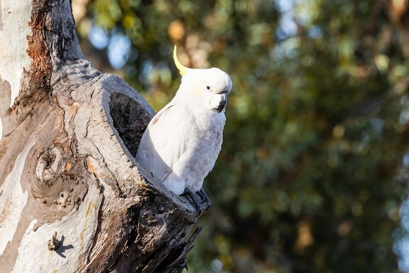 Cockatoo