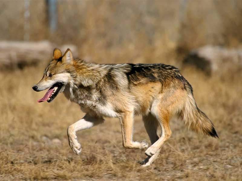 Texas Wolf