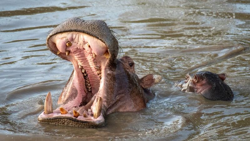 Hippo