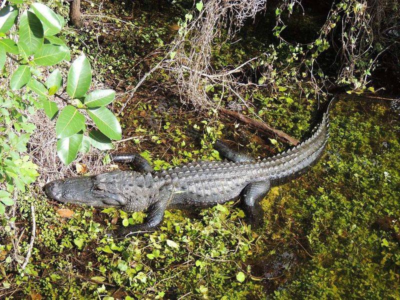 American Alligator