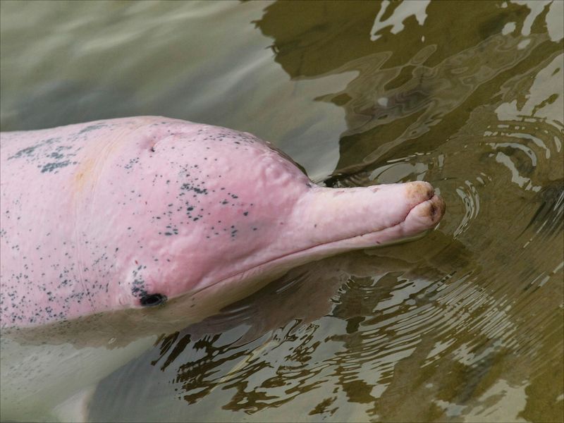 Amazon River Dolphin (Pink Dolphin)