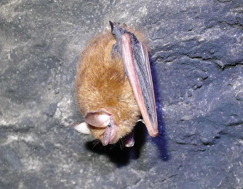 Eastern Pipistrelle
