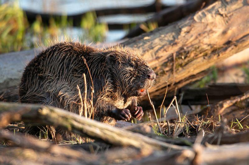 The Czech Beaver Miracle