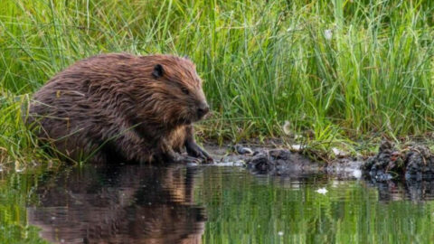 Historic Beaver Comebacks: How Dam-Building Rodents Are Restoring ...