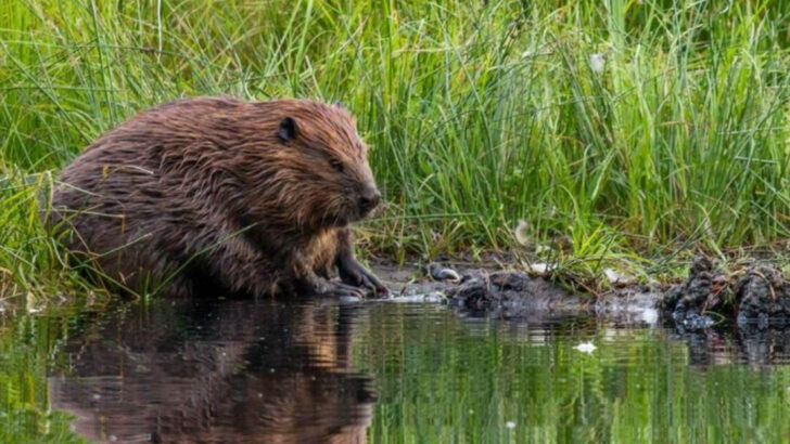 Historic Beaver Comebacks: How Dam-Building Rodents Are Restoring Ecosystems—and Saving Governments Millions