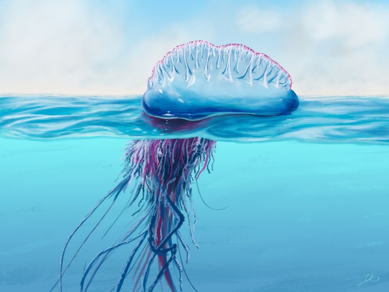 Symbiotic Relationships
