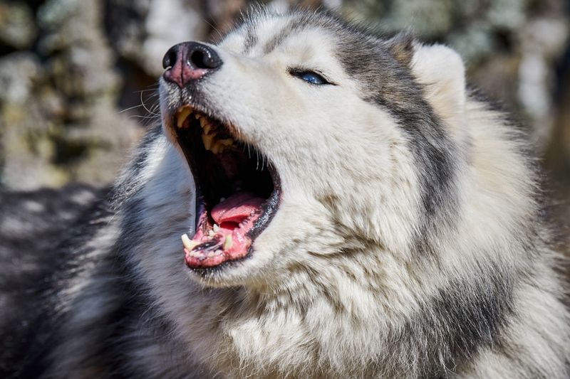 Vocalization and Communication
