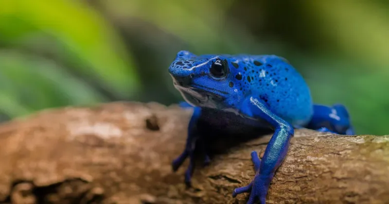 Conservation Efforts