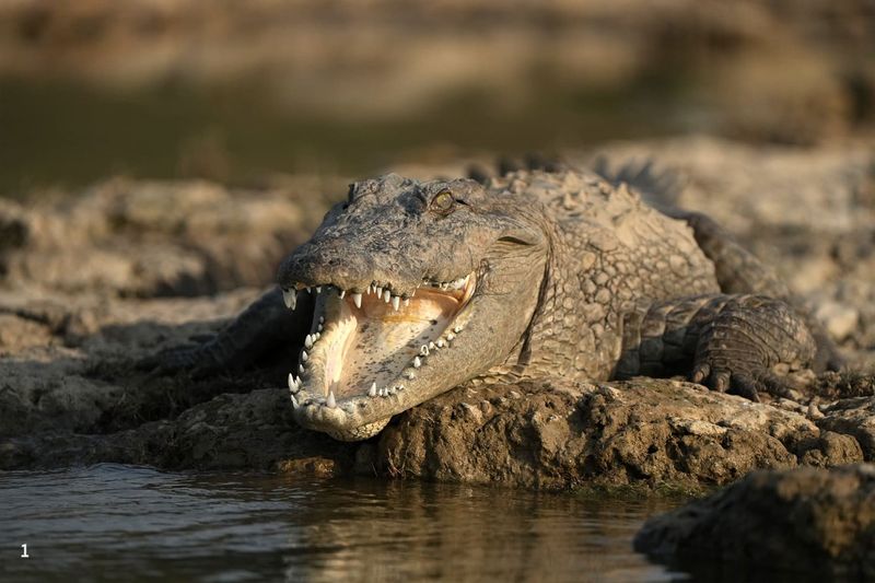 Gharial