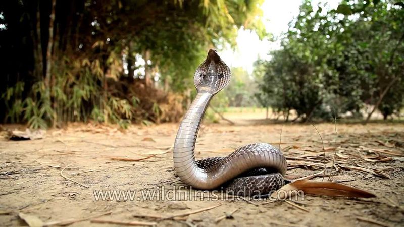 Cobra's Hooded Display