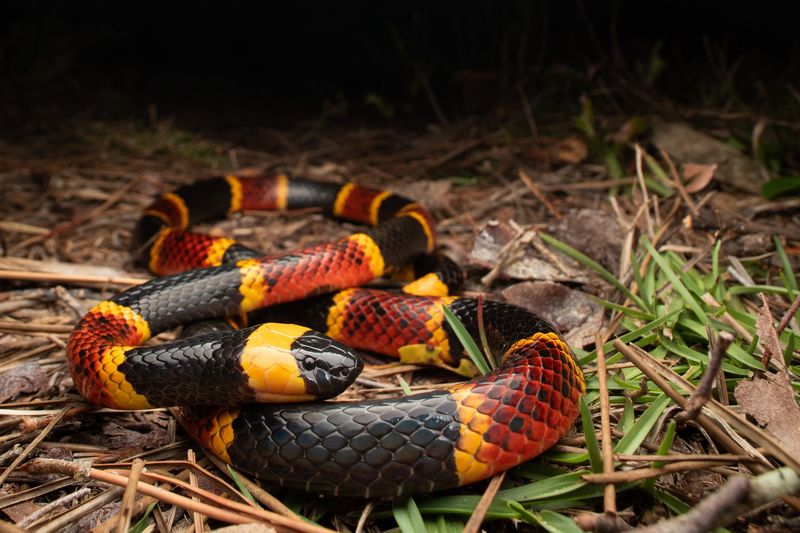 Eastern Coral Snake