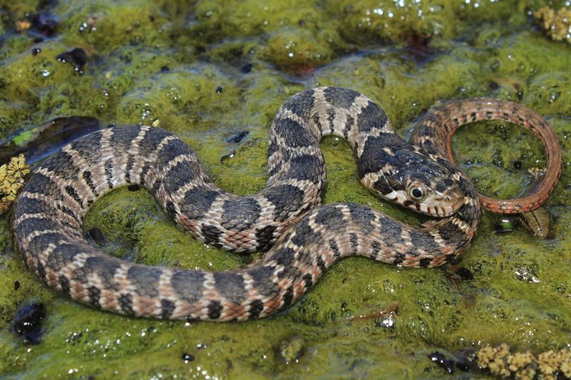 Water Snake - Aquatic Mimicry