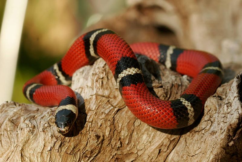 King Snake