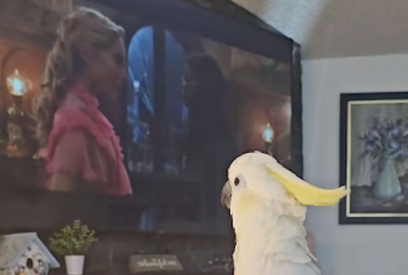 Cockatoo