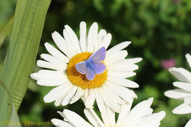 Common Blue Butterfly
