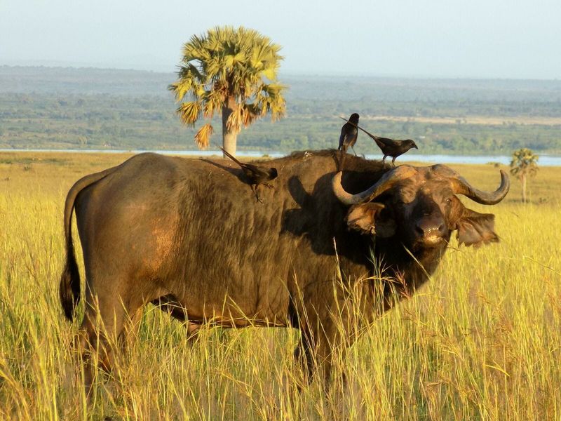 Cape Buffalo