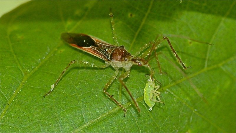 Biological Pest Control by Assassin Bugs