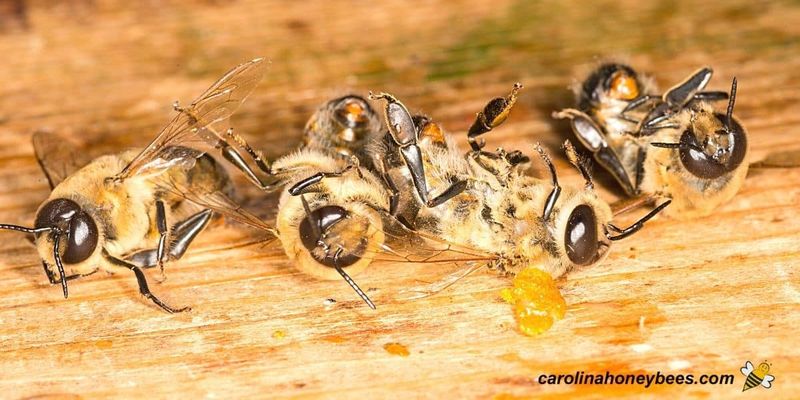 Honeybee Drone