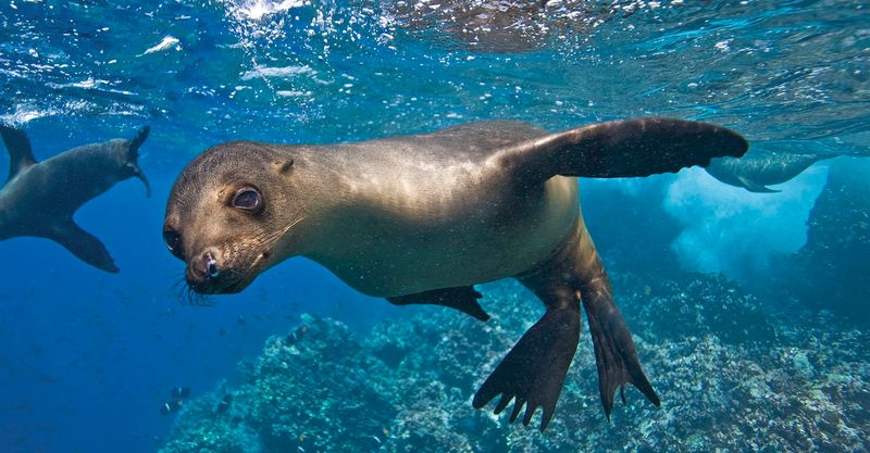 Sea Lions