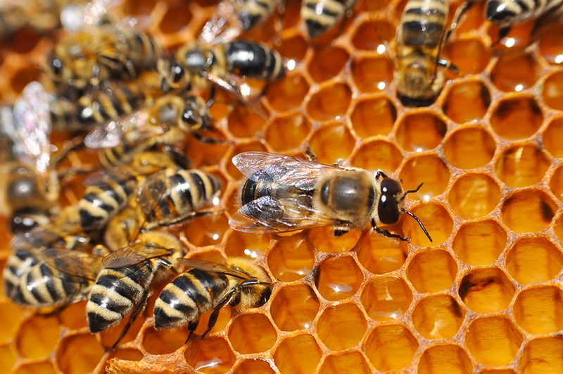 Honeybees