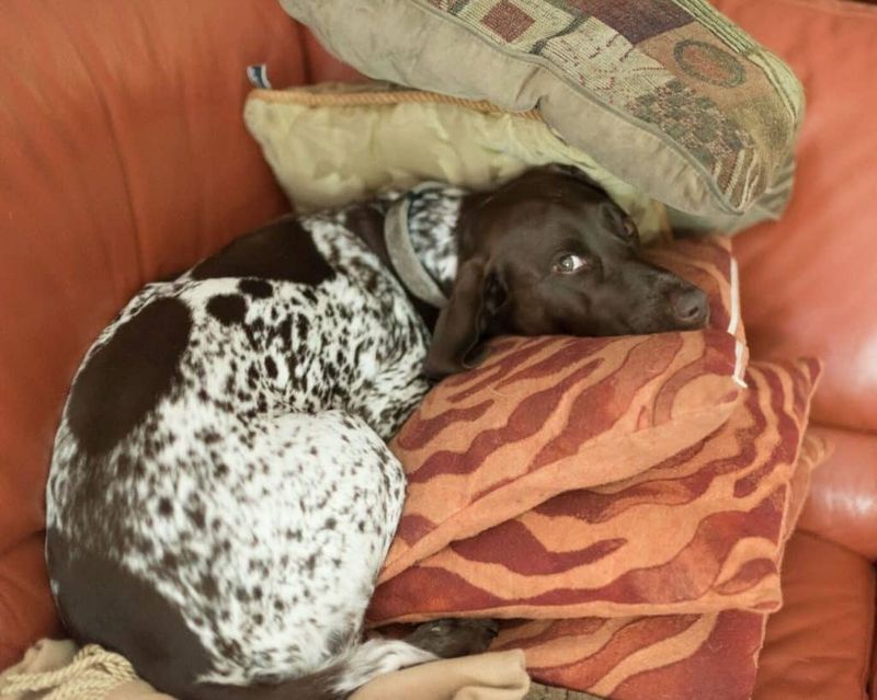 Nesting Behavior