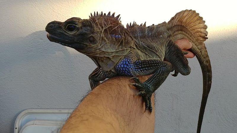 Sailfin Dragon