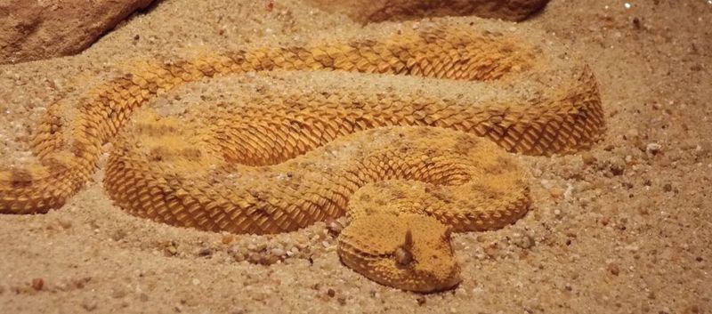 Horned Viper