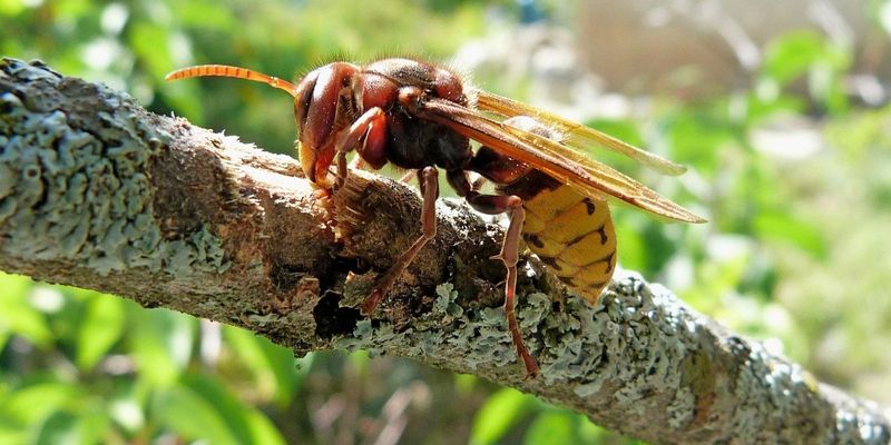 Hornets