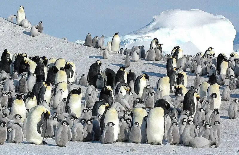 Penguin