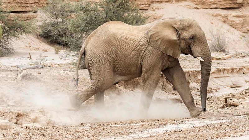 Elephant