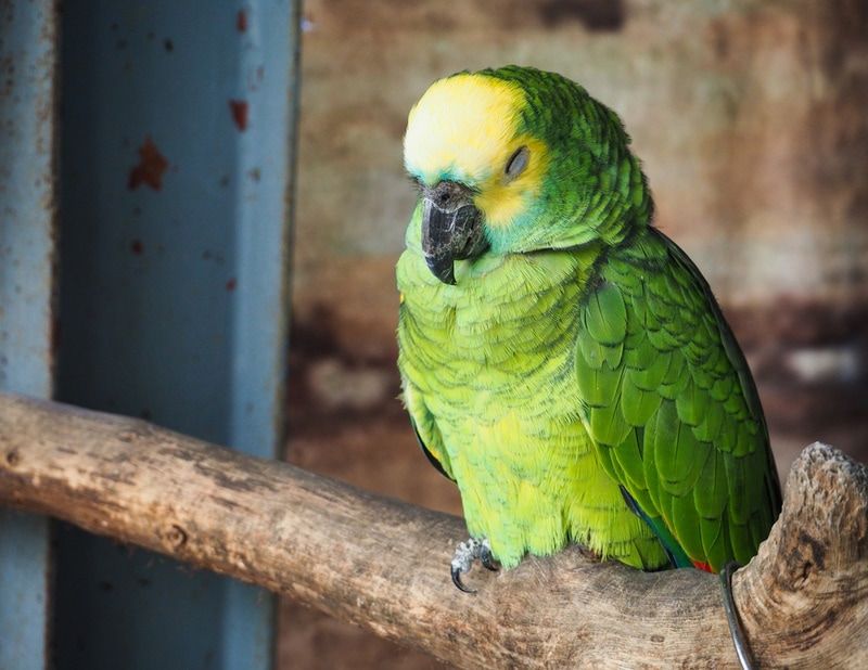 Parrot