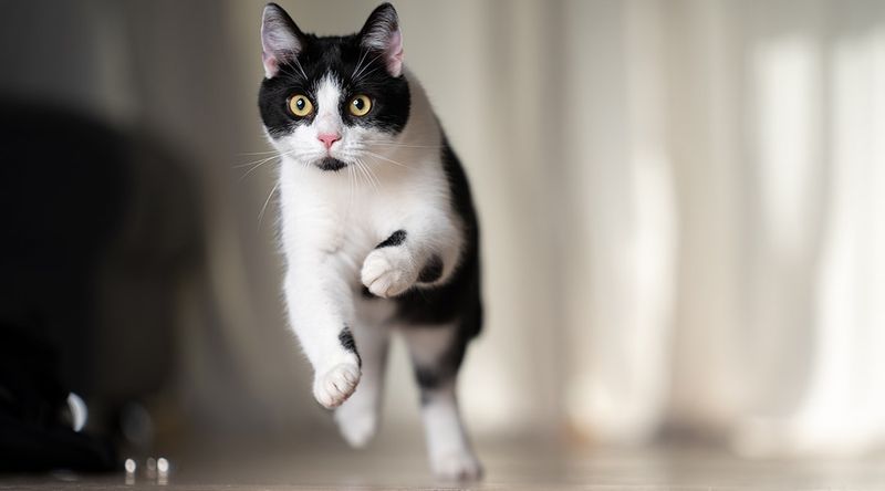 Cat Zoomies