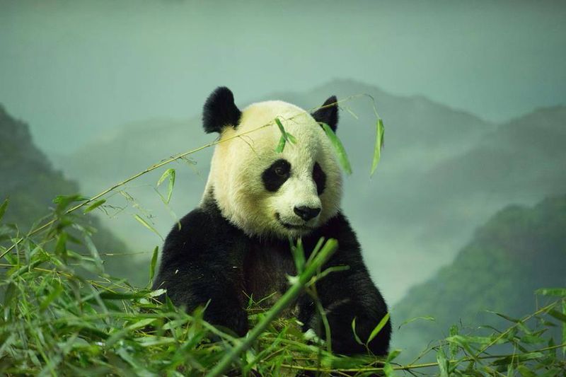 Panda Playfulness
