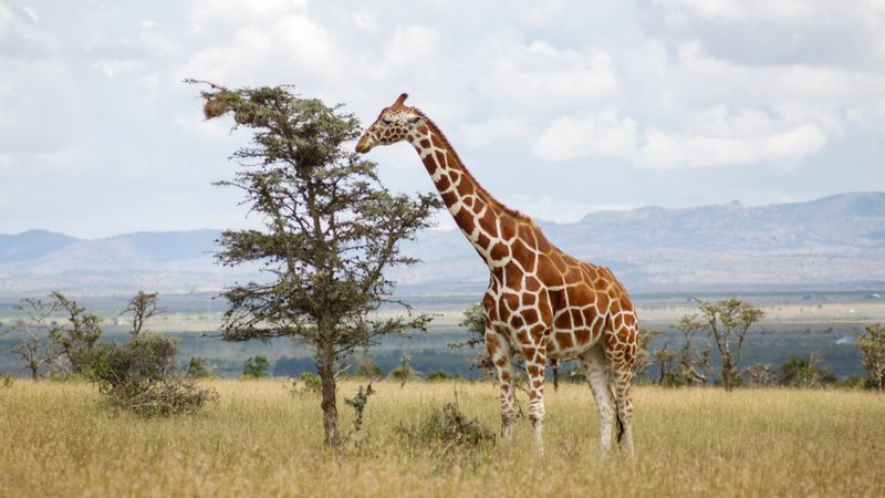 Giraffe