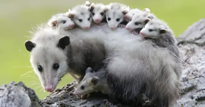 Opossum