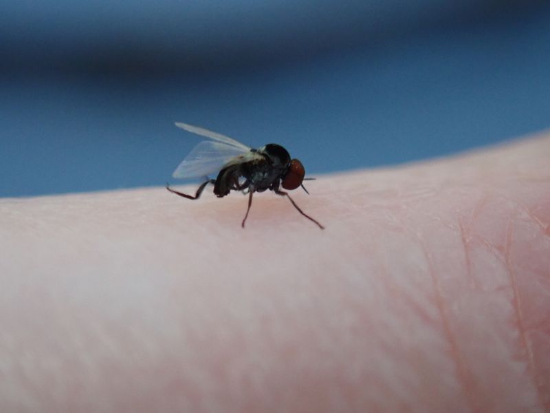 Blackfly