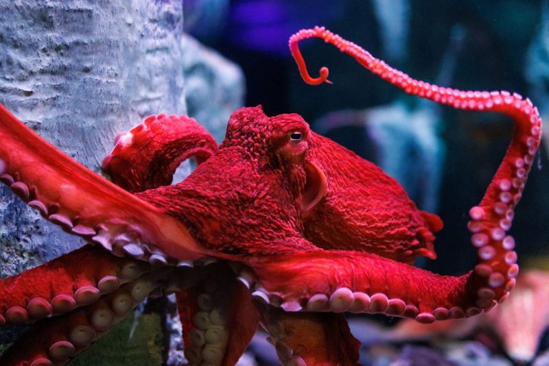 Octopuses