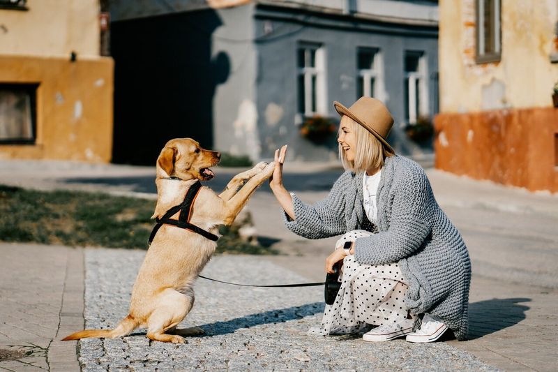 Dogs