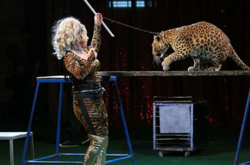 Leopards