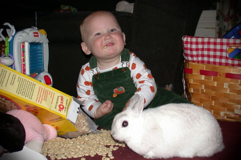 Rabbits
