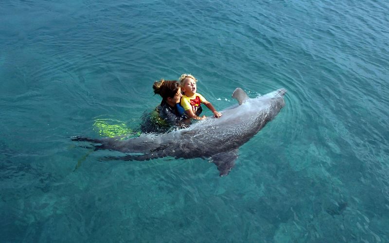 Dolphins