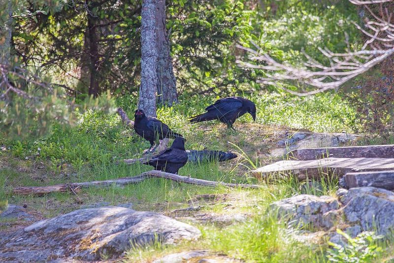 Ravens