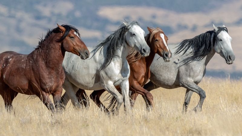 Horses