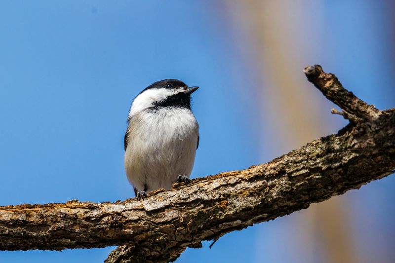 Black-capped Chickadee