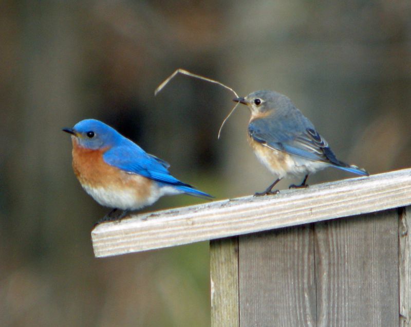 Eastern Bluebird