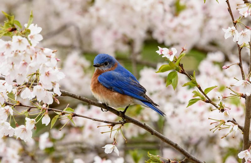 Eastern Bluebird
