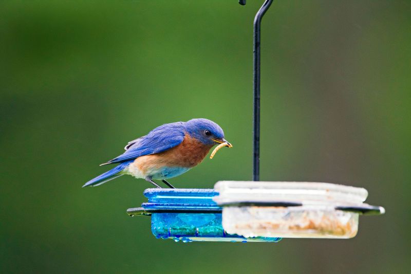 Eastern Bluebird