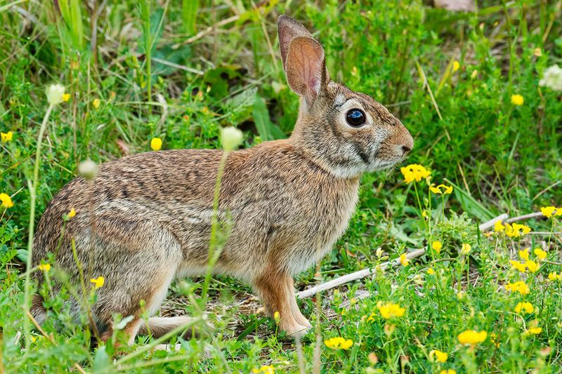 Eastern Cottontail Rabbit